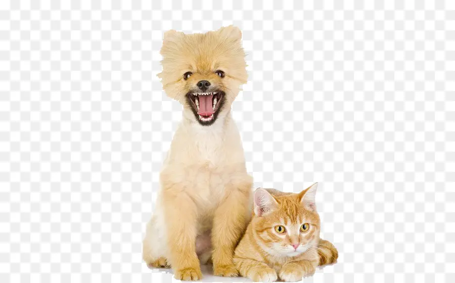 Perro Y Gato，Mascotas PNG