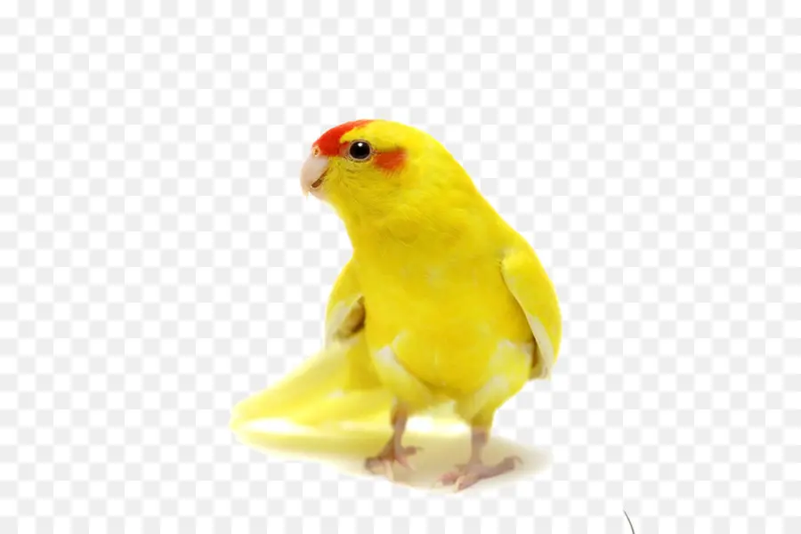 Pájaro，Amarillo PNG