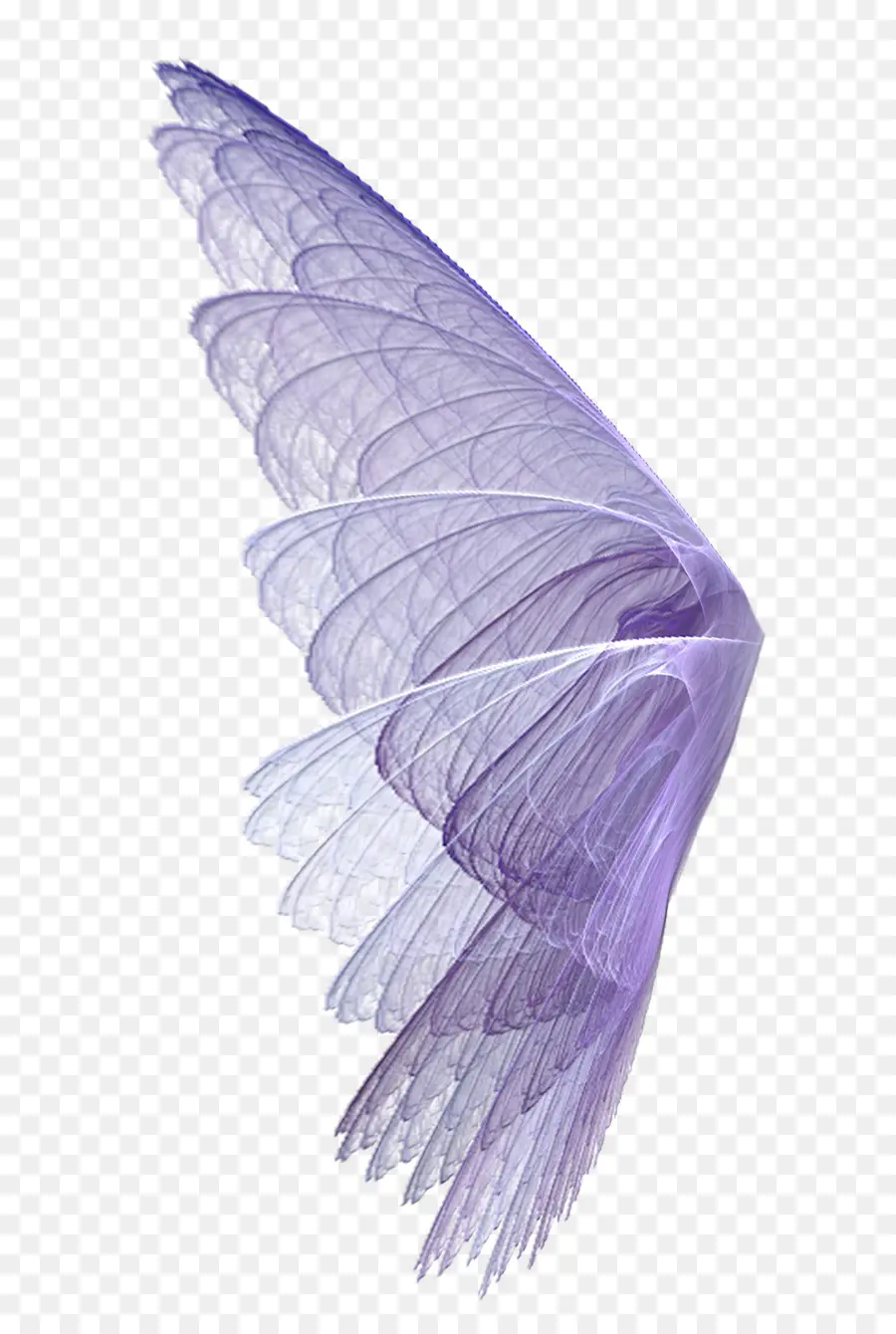 Ala，Pluma PNG