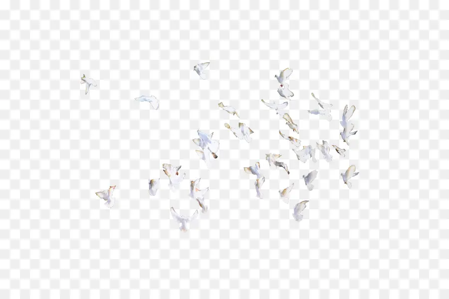 Pájaro，Vuelo PNG