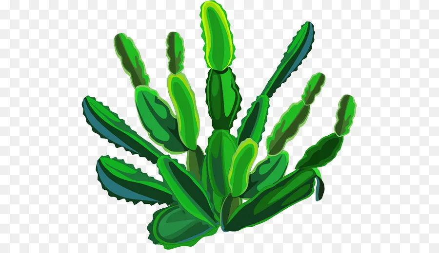 Cactaceae，Planta PNG