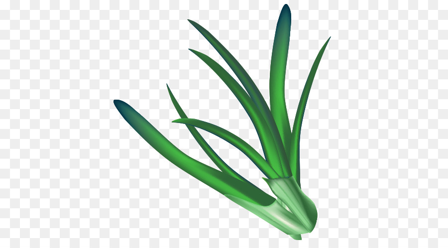 Vegetal，Tomate PNG