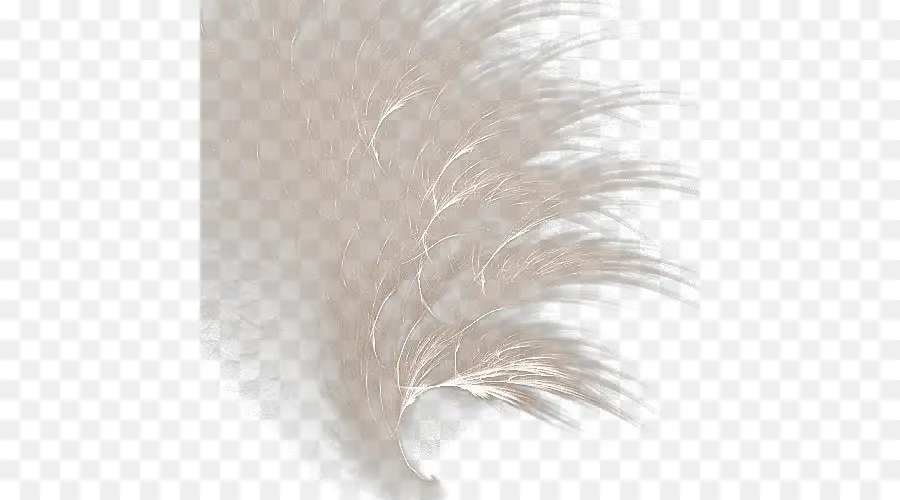 Blanco，Pluma Blanca PNG