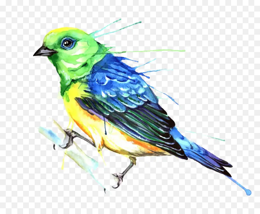 Pájaro，Pintura A La Acuarela PNG