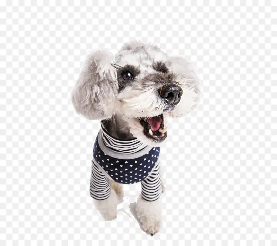 Lindo Perro，Mascota PNG