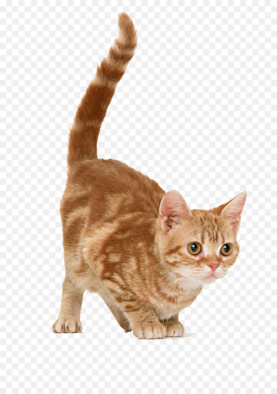 Gato，Mascota PNG