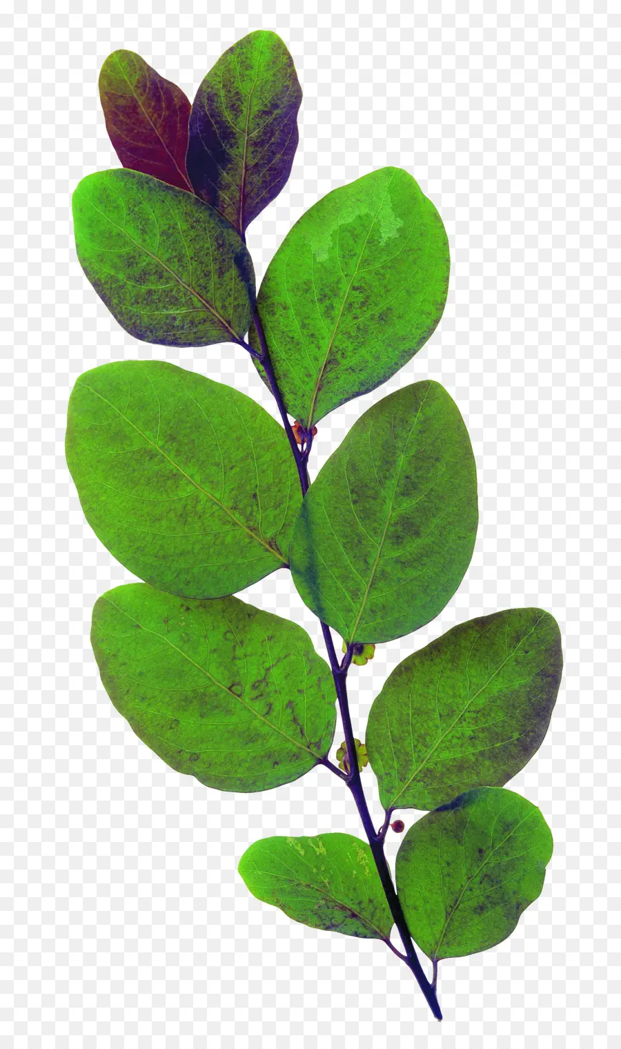 Hojas Verdes，Rama PNG