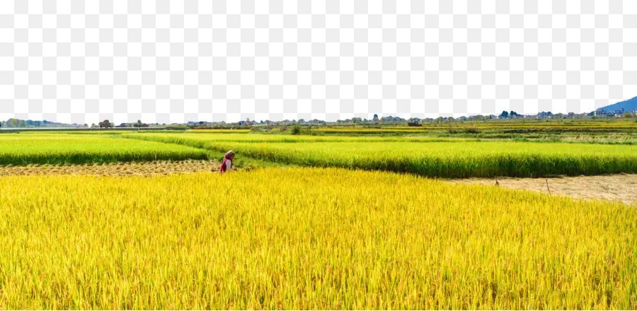 Campo De Arroz，Arroz PNG