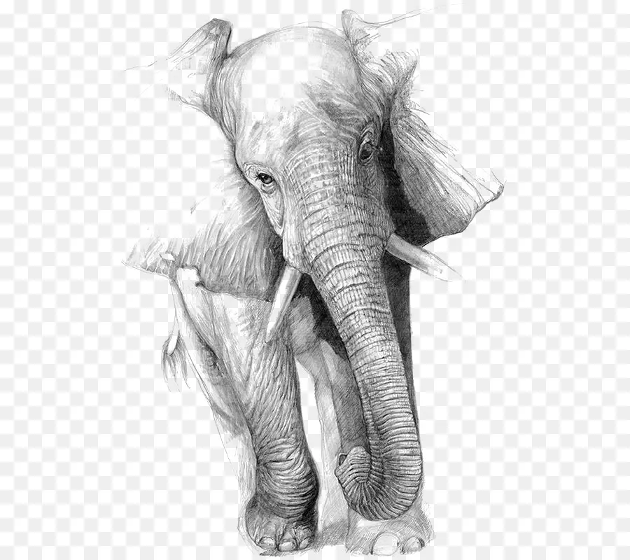 Dibujo，Elefante PNG