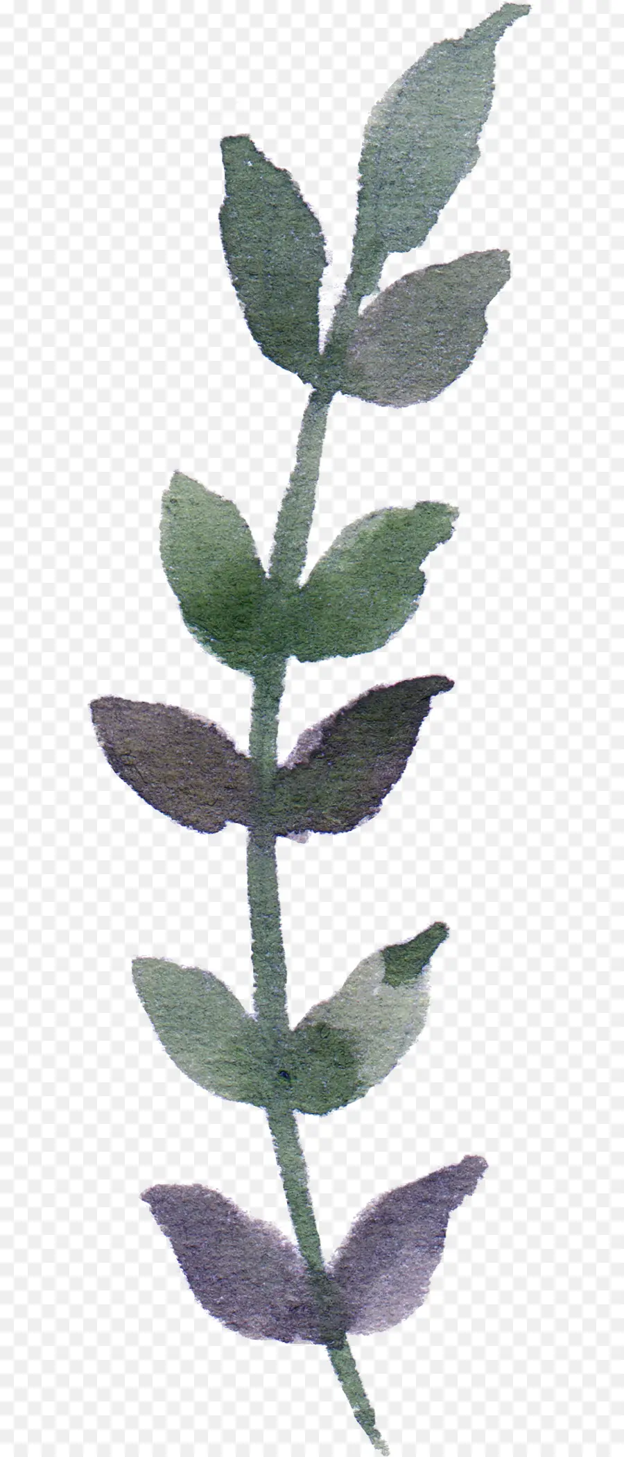 Planta De Acuarela，Hoja PNG