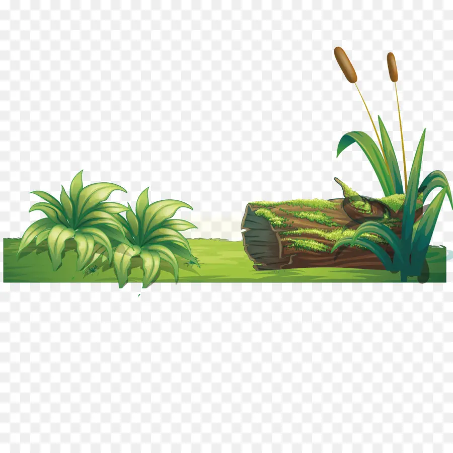 Escena Del Bosque，Plantas PNG