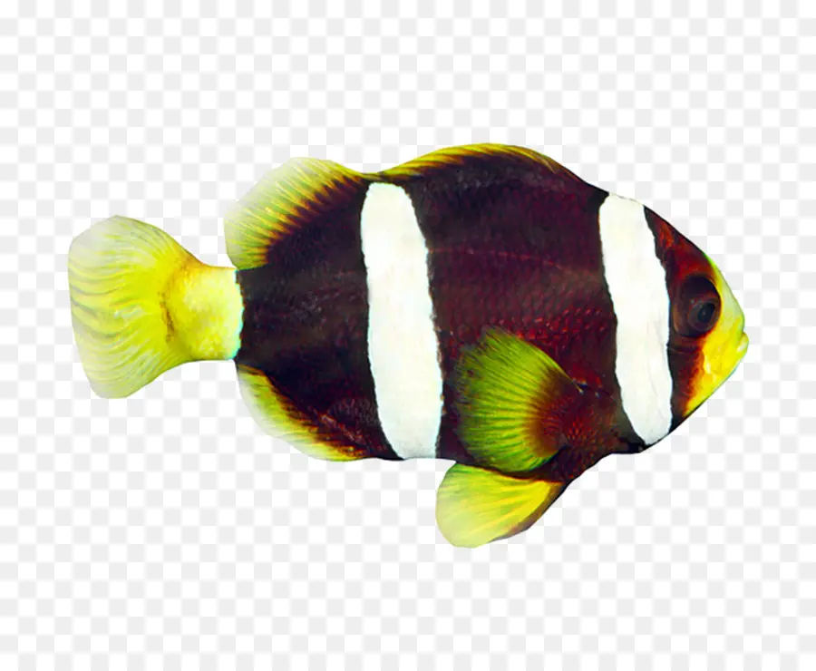 ángel，Peces Tropicales PNG