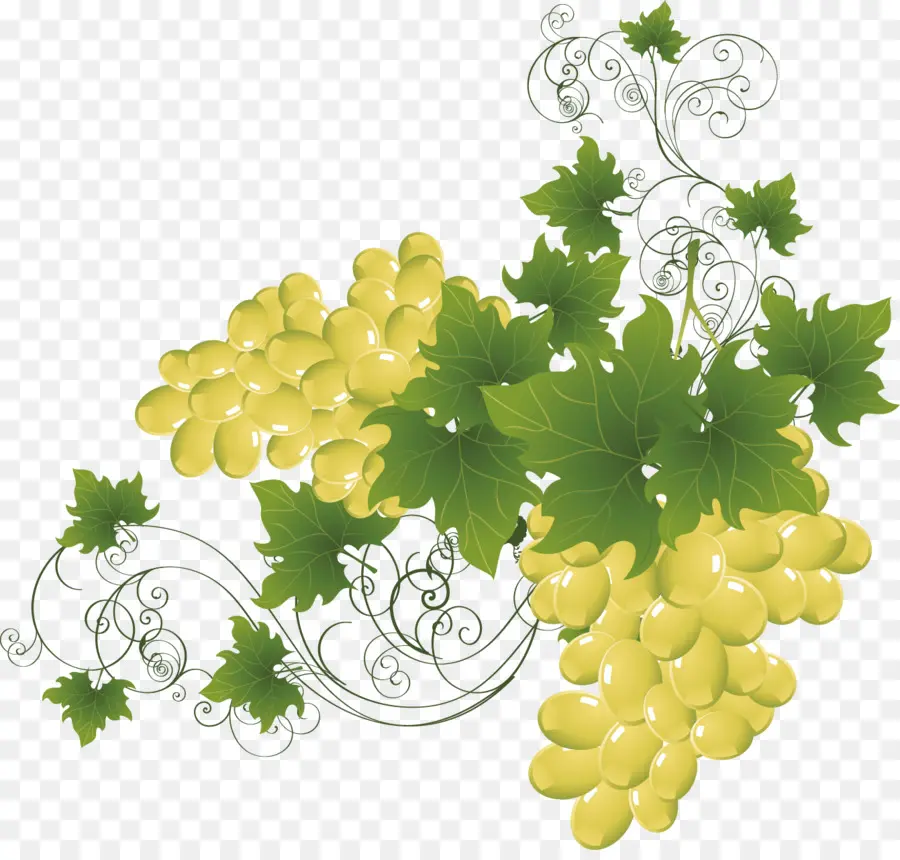 Vino，Adobe Illustrator PNG