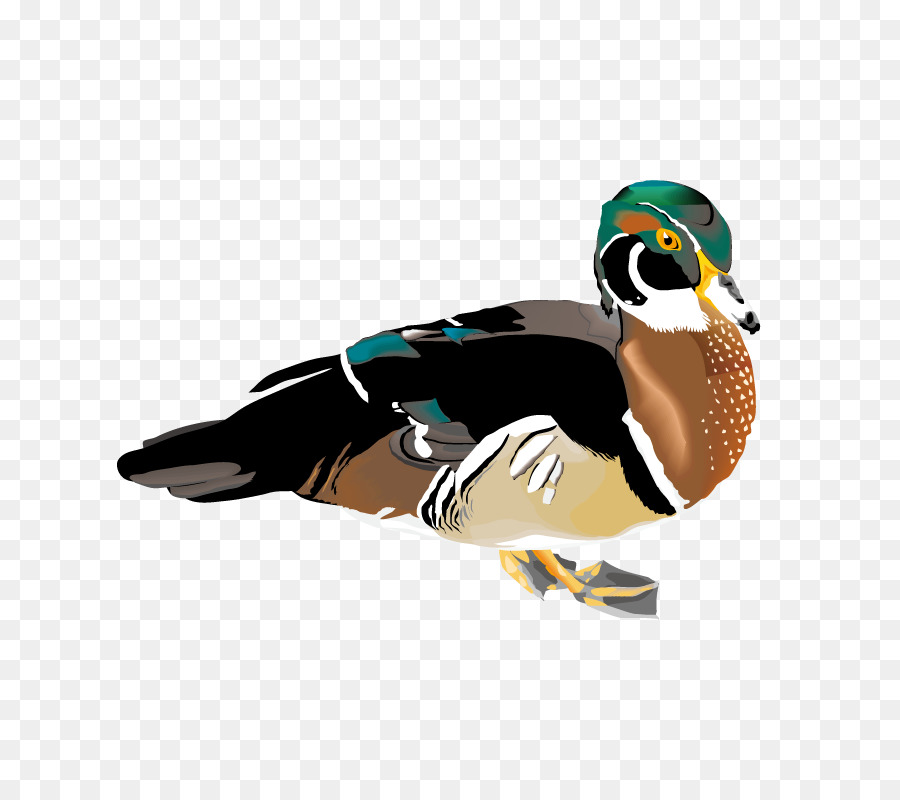 Pato Real，Pato PNG