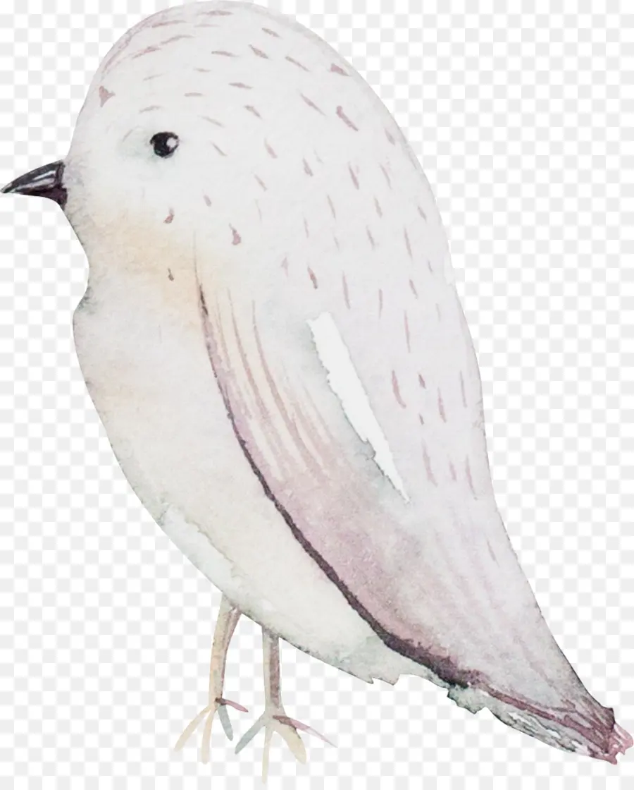 Pájaro Blanco，Acuarela PNG