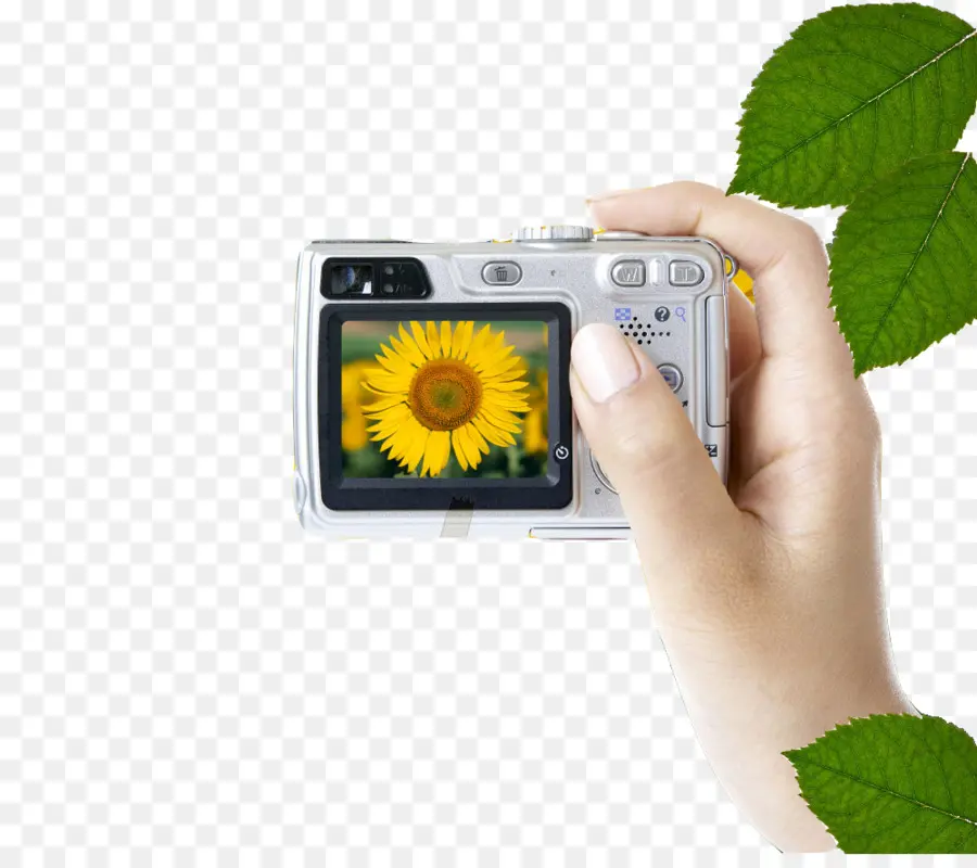 Cámara Con Girasol，Fotografía PNG