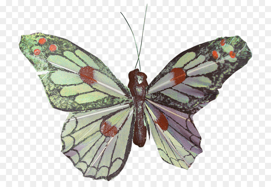 Mariposa，Insecto PNG