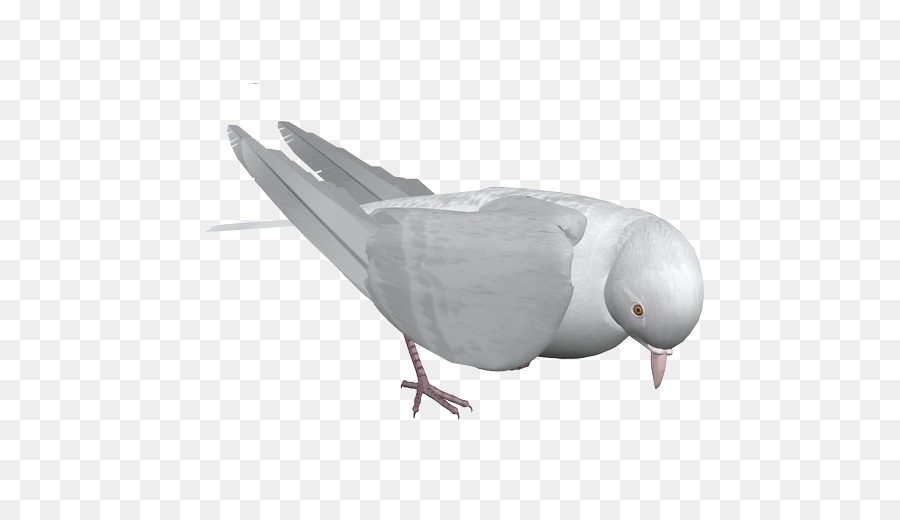 Rock Dove，Pájaro PNG
