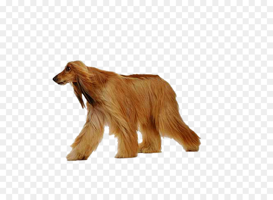 Perro Afgano，Mascota PNG