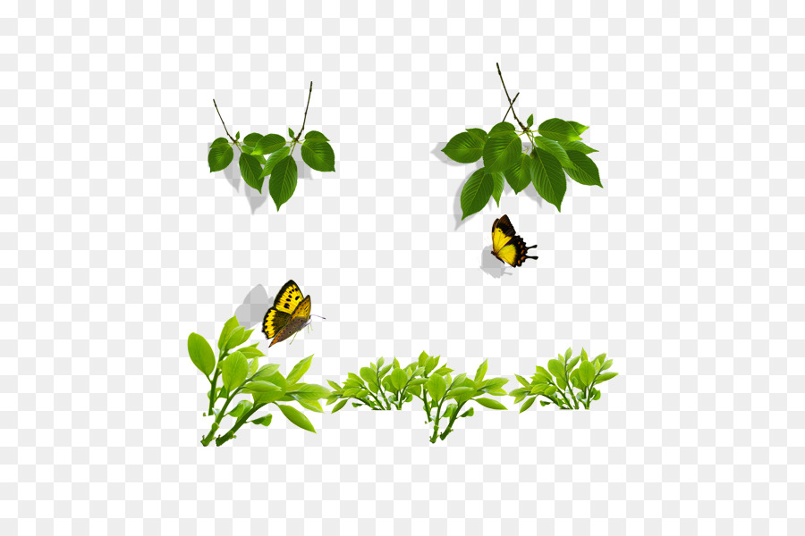 Hojas Y Mariposas，Verde PNG