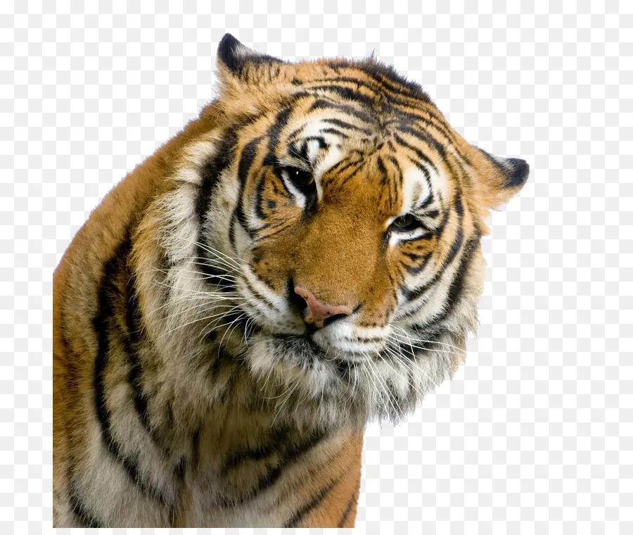 Tigre，La Televisión De Alta Definición PNG