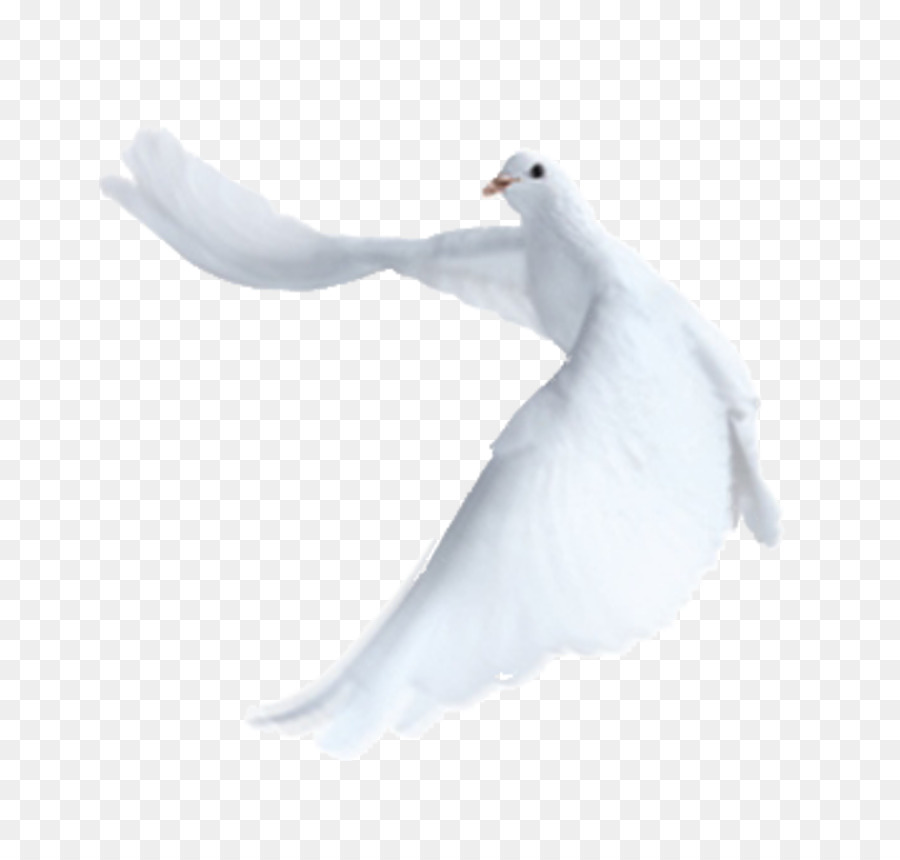 Cygnini，Pluma PNG