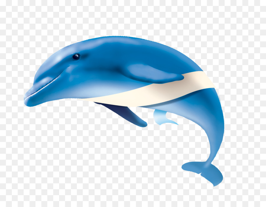 Dolphin，Sitio Web PNG