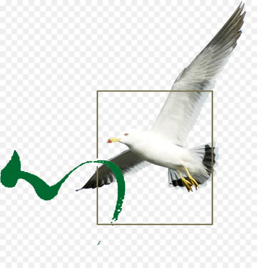 Gaviota，Vuelo PNG