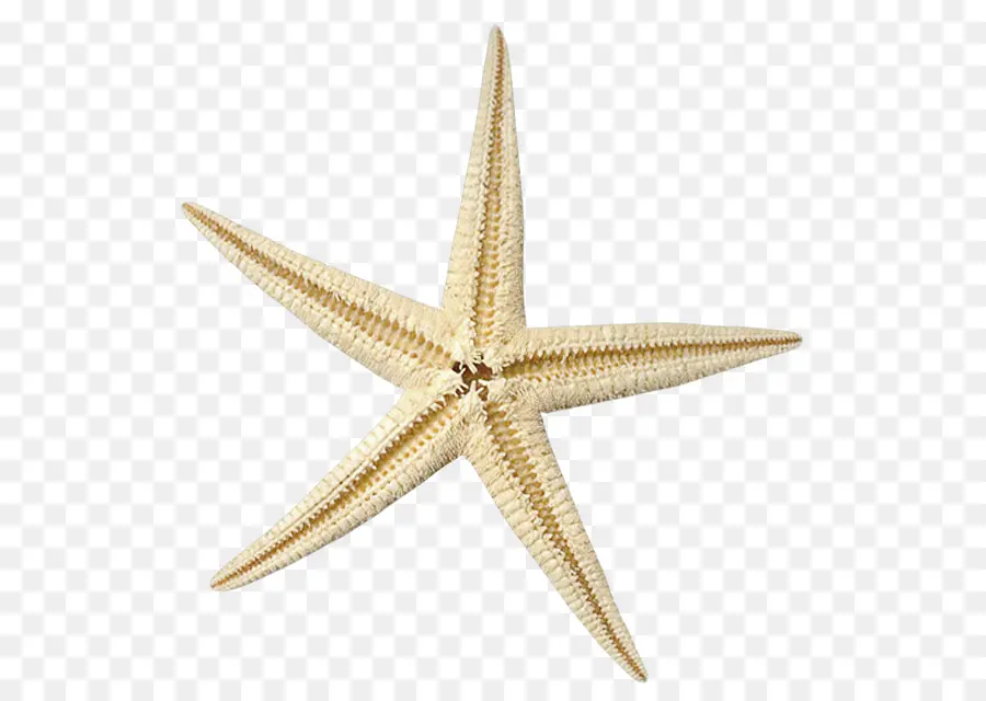 Estrella De Mar，Brown PNG