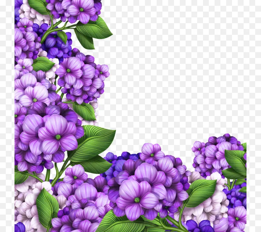 Hortensia，Flor PNG