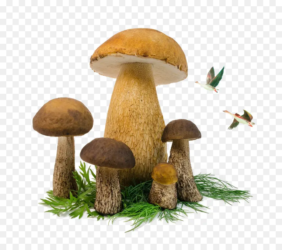 Hongos，Bosque PNG