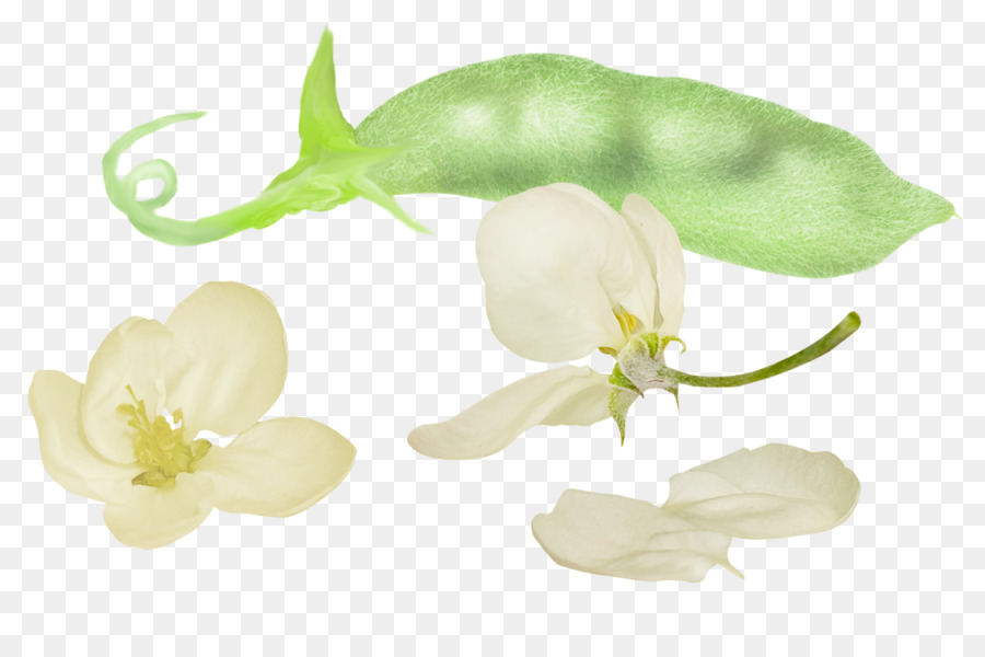 Habas，Bean PNG