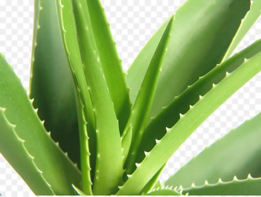 Aloe Vera，Polvo PNG