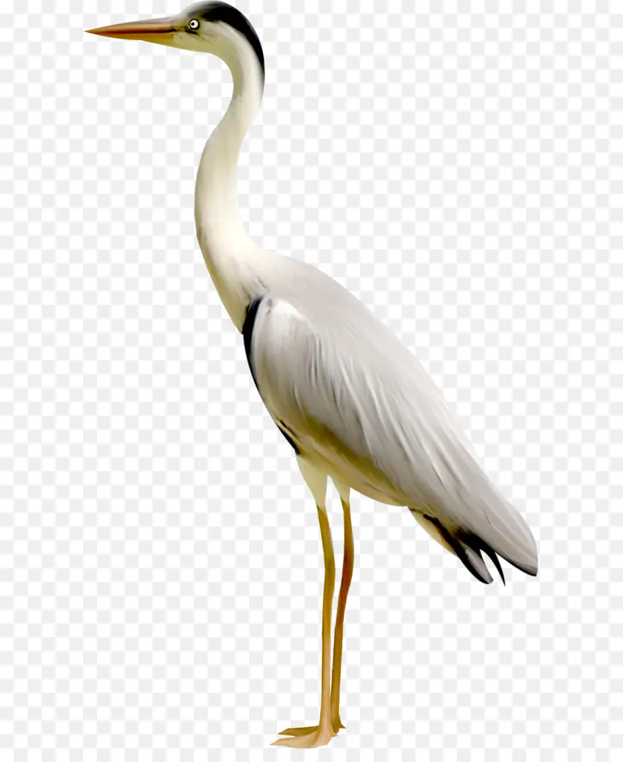 Pájaro，Grúa PNG
