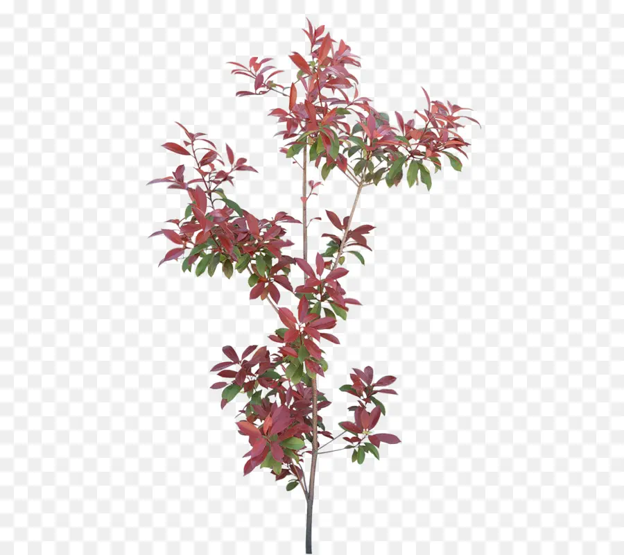 Planta Roja，Hojas PNG