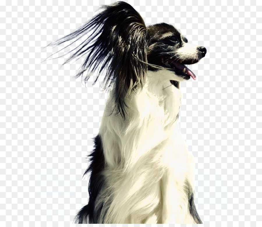 Perro，Mascota PNG