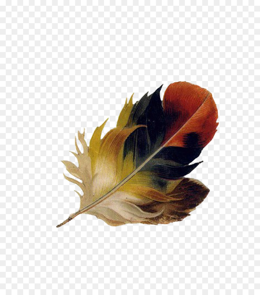 Pluma，Dibujo PNG