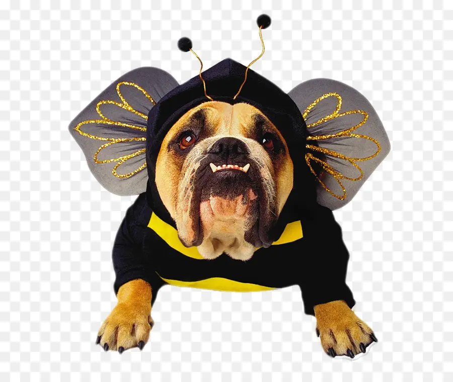 Bulldog，Mascota PNG