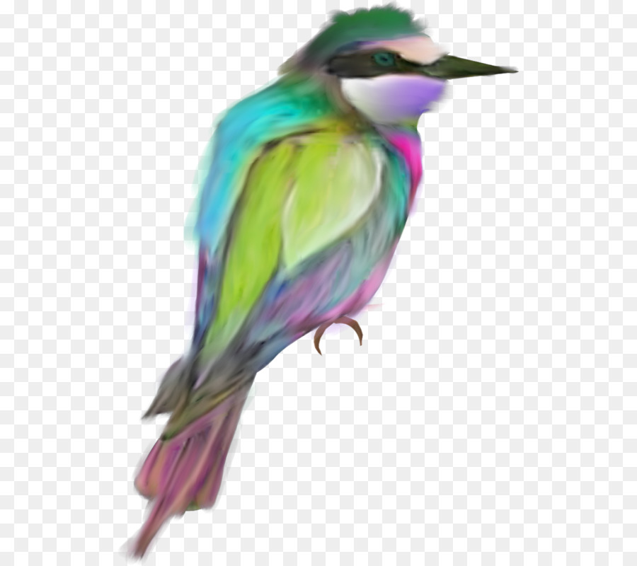 Pájaro，Pluma PNG