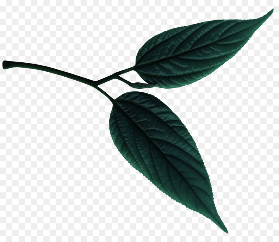 Hoja，Roble PNG