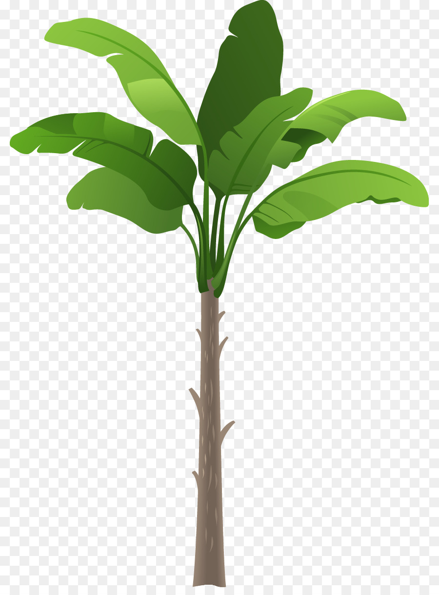 árbol De Plátano，Fruta PNG