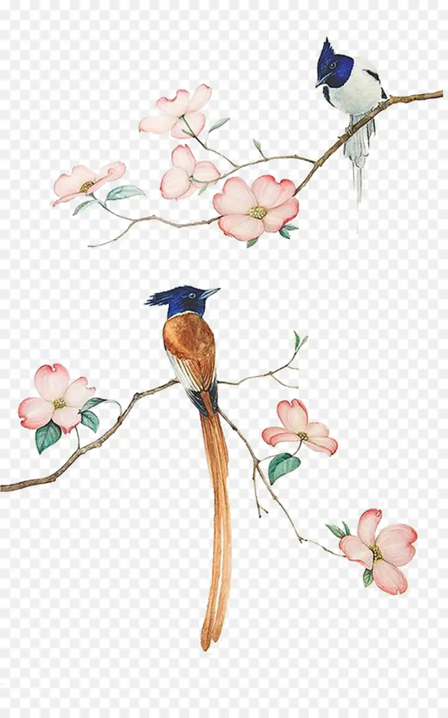 Pájaro，Pintura A La Acuarela PNG