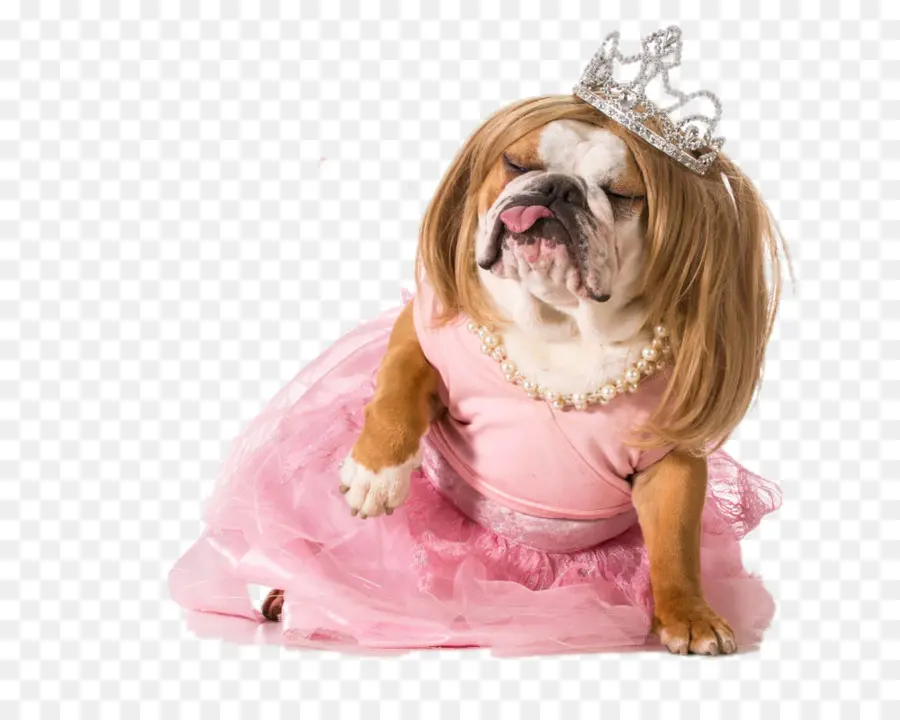 Perro Vestido，Buldog PNG