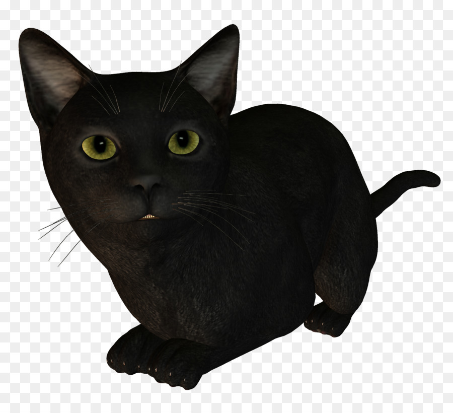 Bombay Gato，Gato Birmano PNG