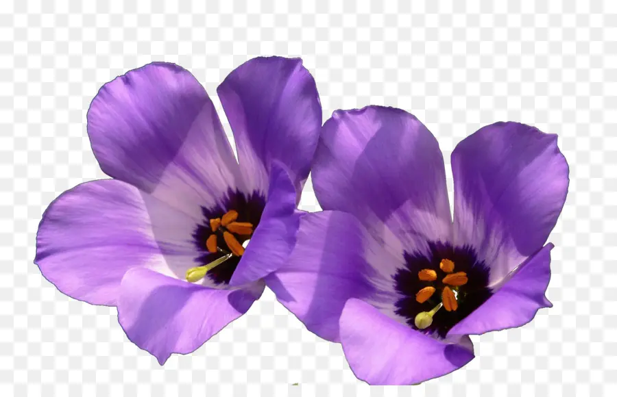 Violeta，Flor PNG