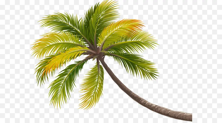 Palmera，Tropical PNG