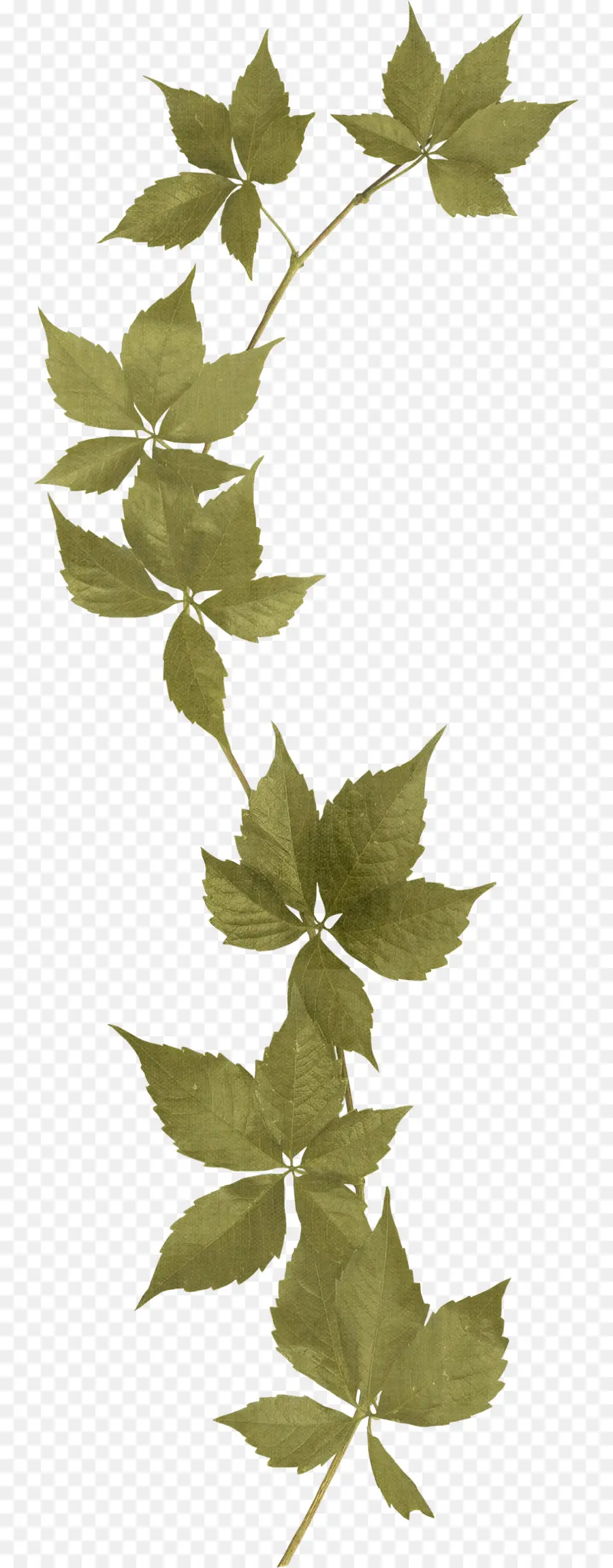 Hojas Verdes，Planta PNG