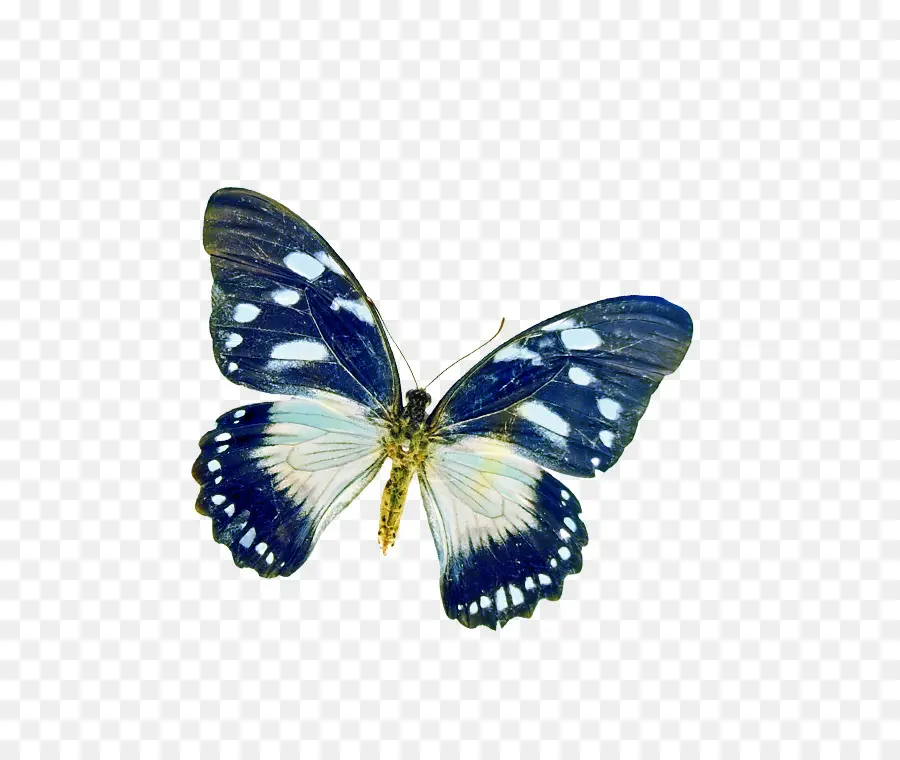 Mariposa，Poesía PNG