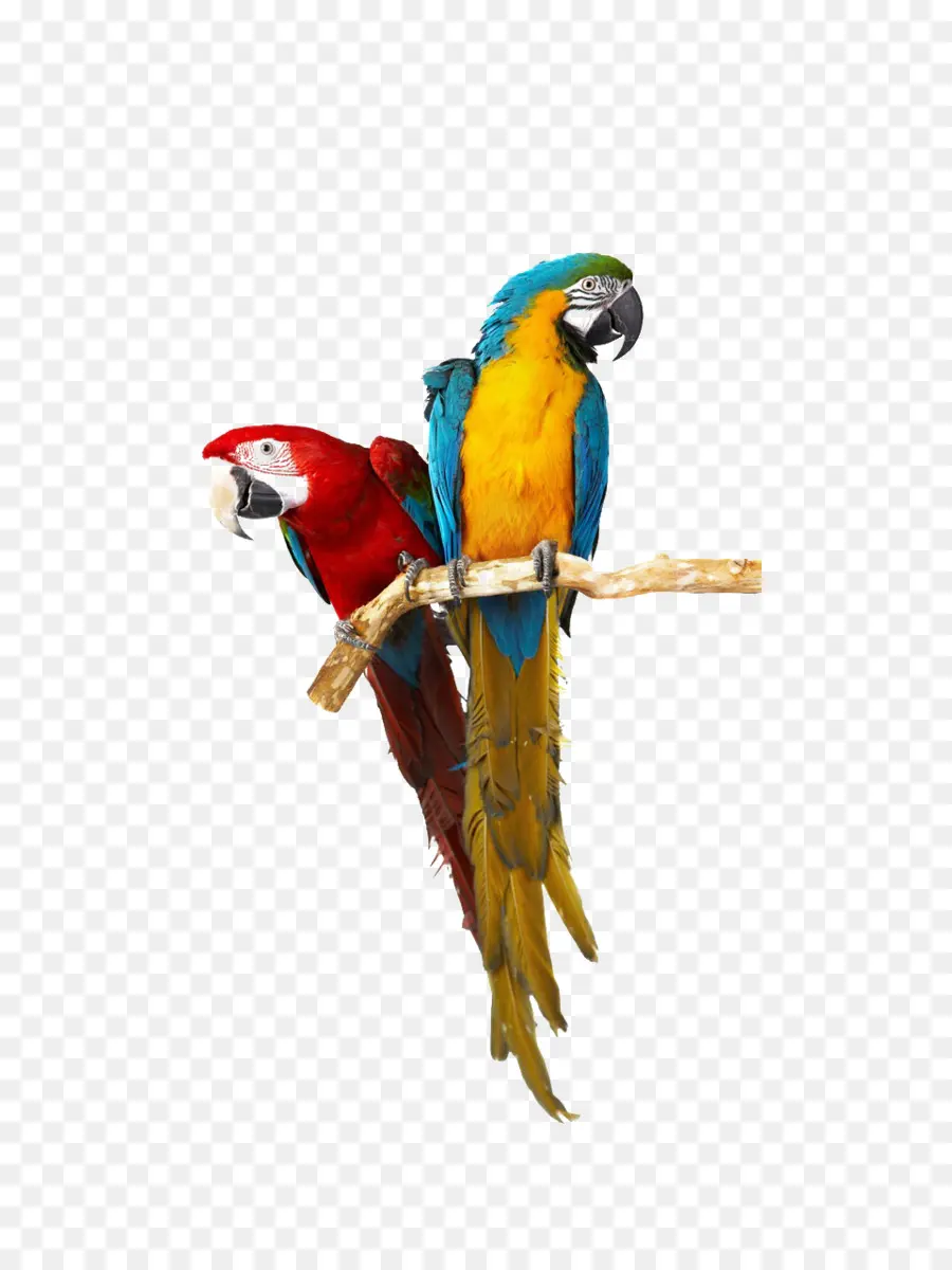 Pájaro，Cacatúa PNG