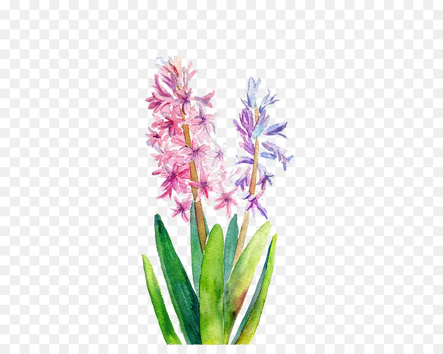 Acuarela De Flores，Pintura A La Acuarela PNG